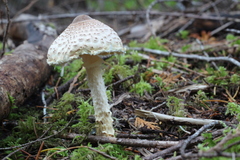 Lepiota magnispora