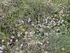 Pimelea alpina