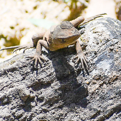 Amphibolurinae