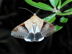 Melipotis fasciolaris
