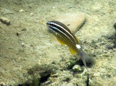 Parupeneus ciliatus