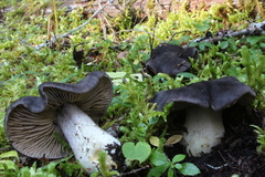 Entoloma medianox