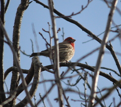 Haemorhous mexicanus