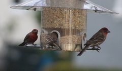 Haemorhous mexicanus