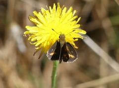 Taractrocera papyria