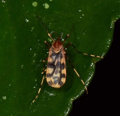 Cecidomyiidae