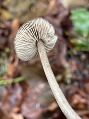 Nolanea edulis concentrica