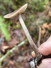 Nolanea edulis concentrica