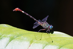 Erpetogomphus sabaleticus