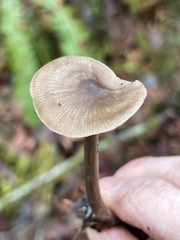 Nolanea edulis concentrica