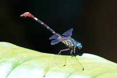 Erpetogomphus sabaleticus