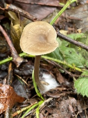 Nolanea edulis concentrica