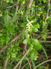 Everistia vacciniifolia