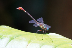 Erpetogomphus sabaleticus