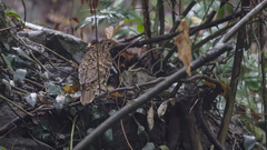 Zoothera aurea