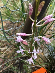 Dipodium pardalinum