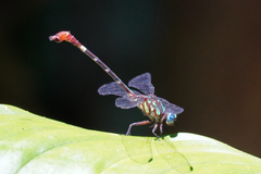 Erpetogomphus sabaleticus
