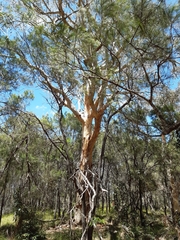 Eucalyptus racemosa