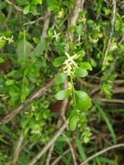 Everistia vacciniifolia