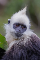 Trachypithecus leucocephalus