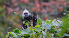 Trachypithecus leucocephalus