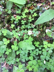 Oxalis magellanica