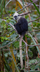 Trachypithecus leucocephalus