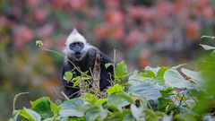 Trachypithecus leucocephalus