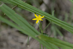 Hypoxis hygrometrica