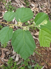 Grewia latifolia