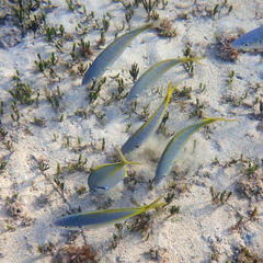 Pseudocaranx dentex