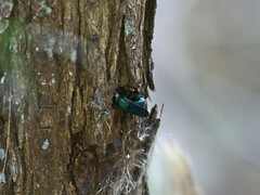 Xylocopa bombylans