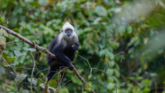 Trachypithecus leucocephalus