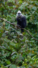 Trachypithecus leucocephalus