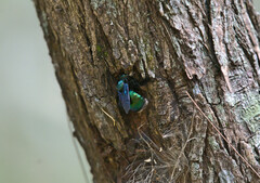 Xylocopa bombylans
