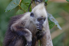 Trachypithecus leucocephalus