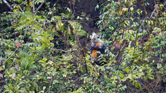 Trachypithecus leucocephalus