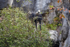 Trachypithecus leucocephalus