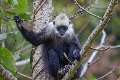White-headed Lutung (Trachypithecus leucocephalus) — Critically Endangered Mammalia