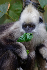 Trachypithecus leucocephalus
