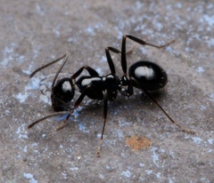 Prolasius