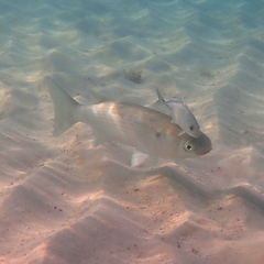 Crenimugil crenilabis