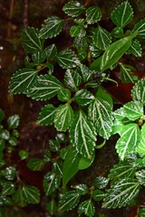 Pilea tripartita