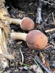 Psathyrella carinthiaca