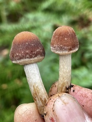 Psathyrella carinthiaca