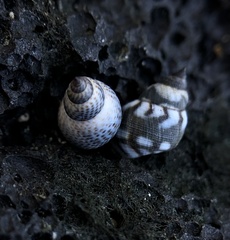 Littoraria pintado
