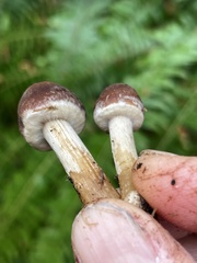 Psathyrella carinthiaca