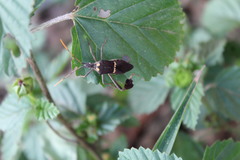 Leptoglossus zonatus