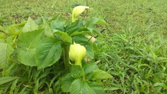 Arisaema tortuosum
