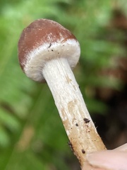 Psathyrella carinthiaca